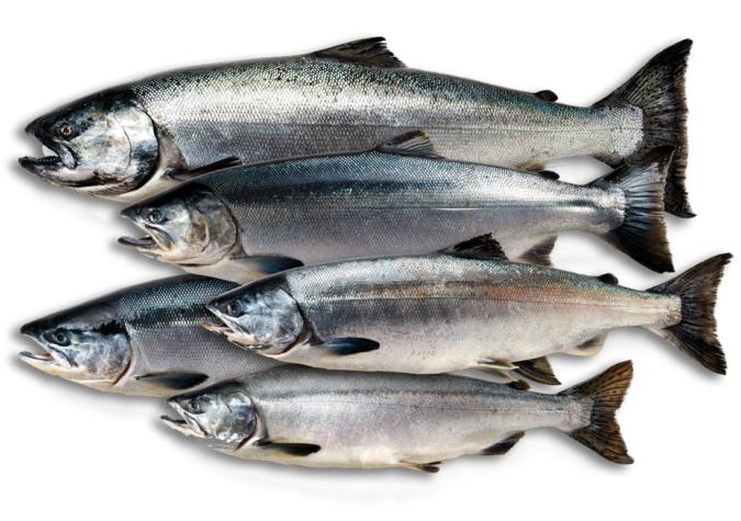 https://www.alaskaseafood.org/wp-content/uploads/all-salmon-species.png