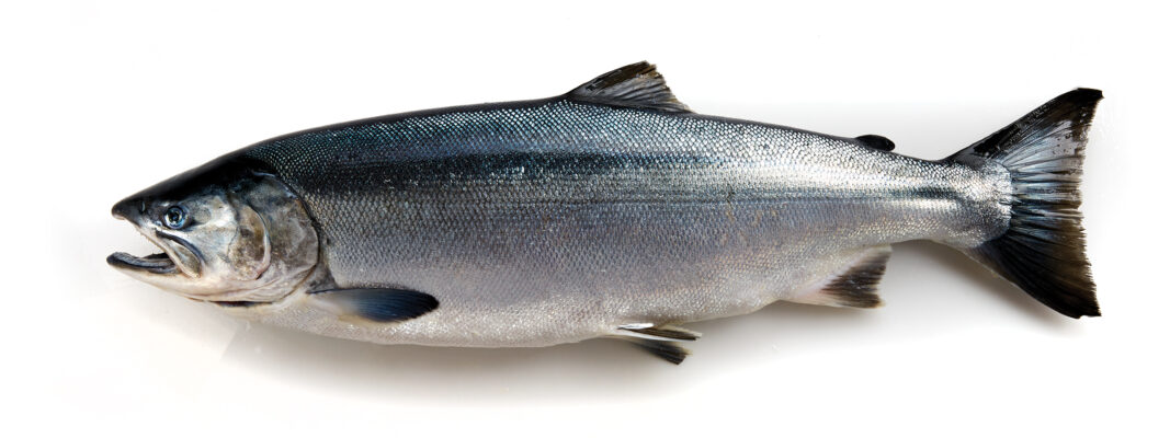 alaska state fish facts