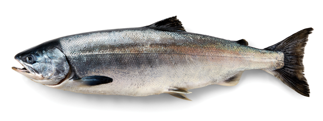 is keta salmon healthy