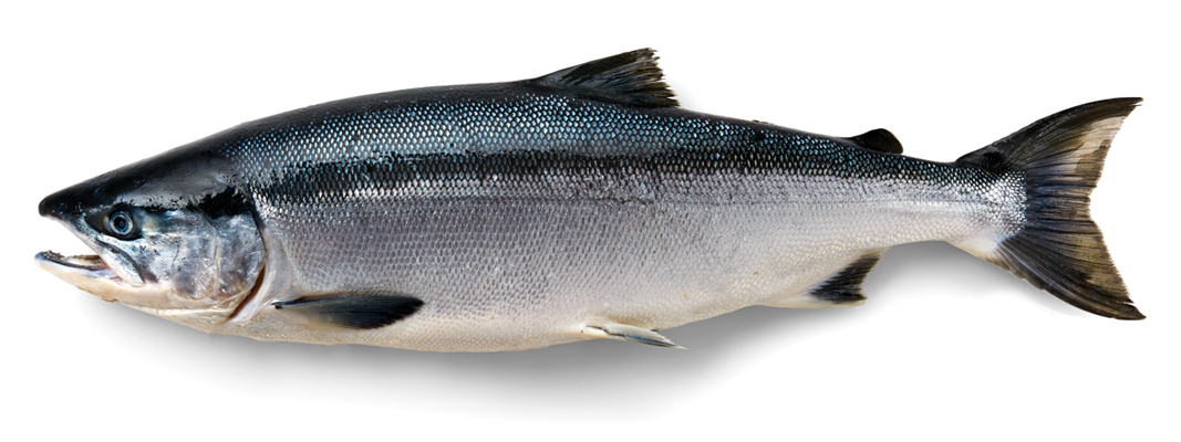Sockeye Salmon  Alaska Seafood Marketing Institute